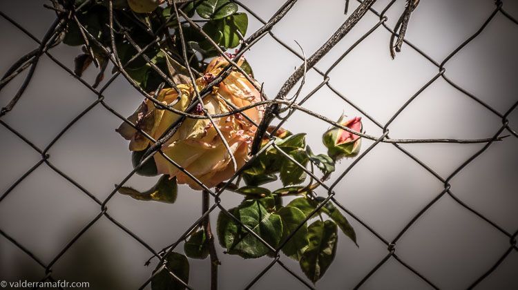 rosa prisionera