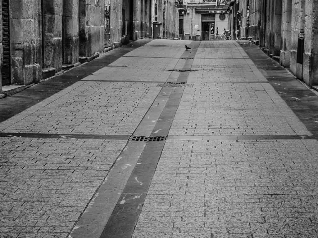 paloma en una calle de San Sebastián