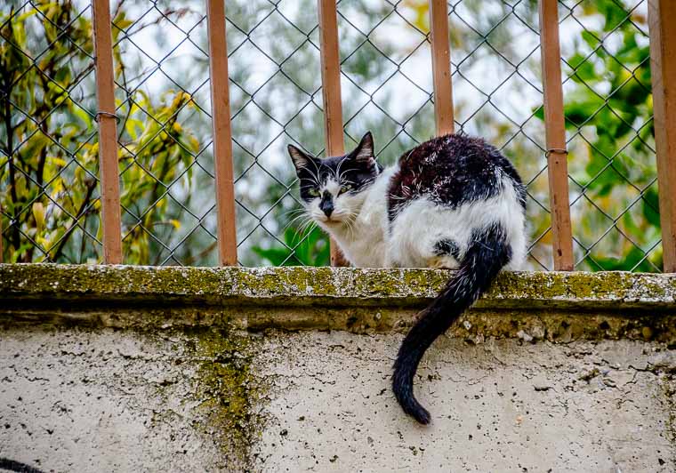 Gato callejero, con frío, pero libre.