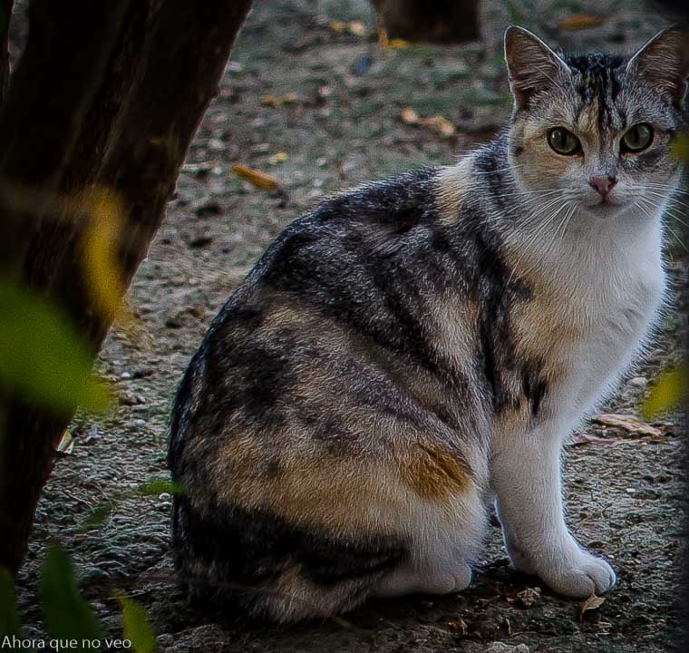 Gato callejero, un príncipe en su barrio