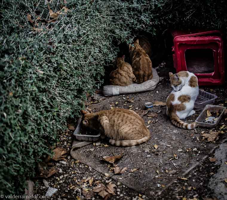 Gatos callejeros en su casa