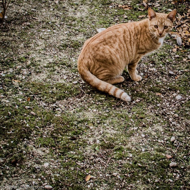 Gato callejero, con descaro