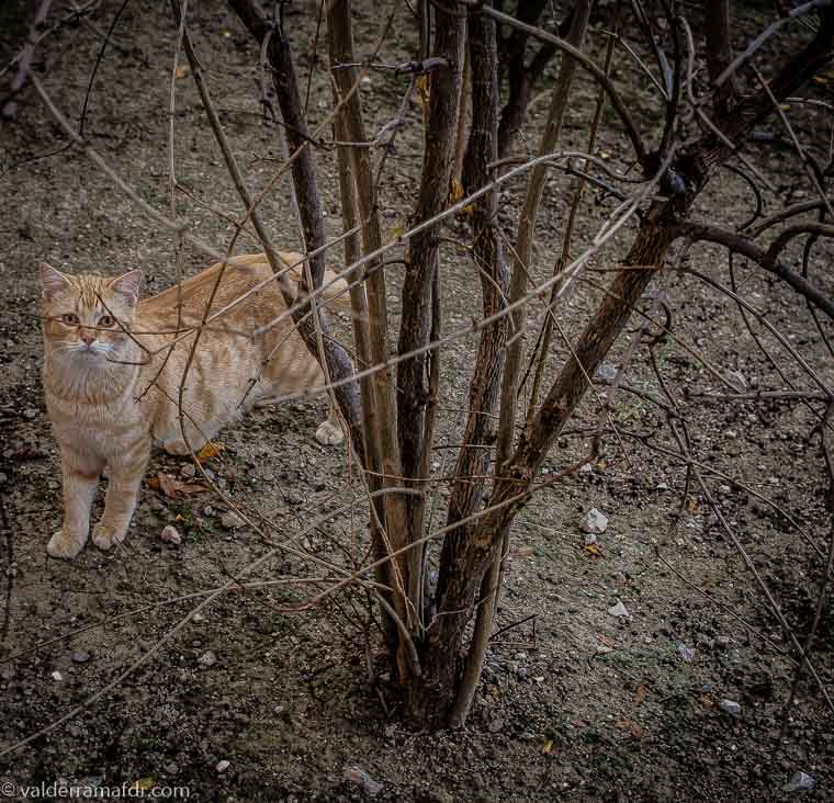 Gatos callejeros, desafiantes también en la mirada
