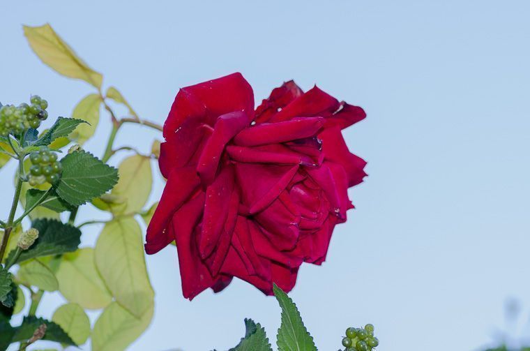 Rosa, a pesar del invierno