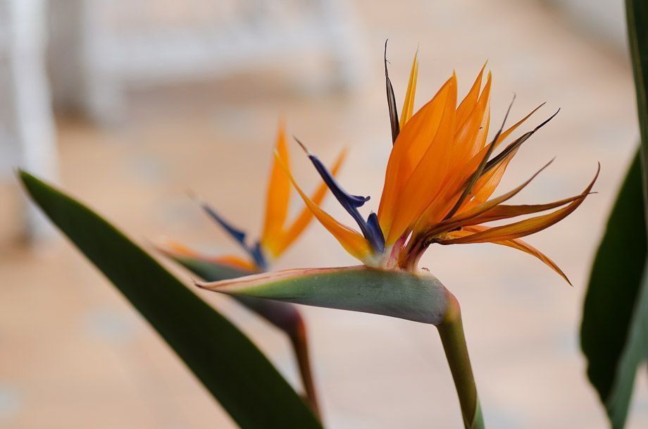 Ahora veo lo que antes no ví. Estas flores.