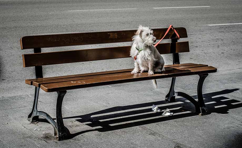 La espera del perrito